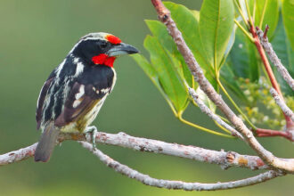 Entorno de florestas afeta sobrevivência de aves - 04/05/2026 - Ambiente