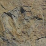 Pegada gigante na Paraíba revela dinossauro carnívoro - 01/05/2026 - Ciência