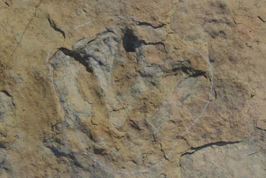 Pegada gigante na Paraíba revela dinossauro carnívoro - 01/05/2026 - Ciência