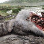 Neandertais caçaram elefante e o esquartejaram, diz estudo - 29/04/2026 - Ciência
