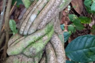 Psicodélicos: são raras as patentes sobre ayahuasca - 07/05/2026 - Virada Psicodélica