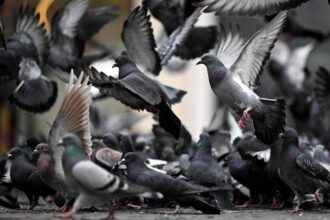 Aves urbanas têm mais medo de mulheres, sugere estudo - 07/05/2026 - Ciência