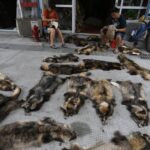 Comércio de animais impulsiona propagação de doenças - 22/04/2026 - Ciência