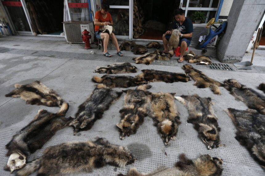 Comércio de animais impulsiona propagação de doenças - 22/04/2026 - Ciência
