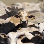 Suspensão da UE à carne brasileira não vai durar muito, diz pecuarista