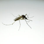 El Niño pode elevar número de casos de dengue no Brasil - 19/05/2026 - Equilíbrio e Saúde