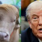 Búfalo 'Donald Trump' vira celebridade por semelhança com presidente