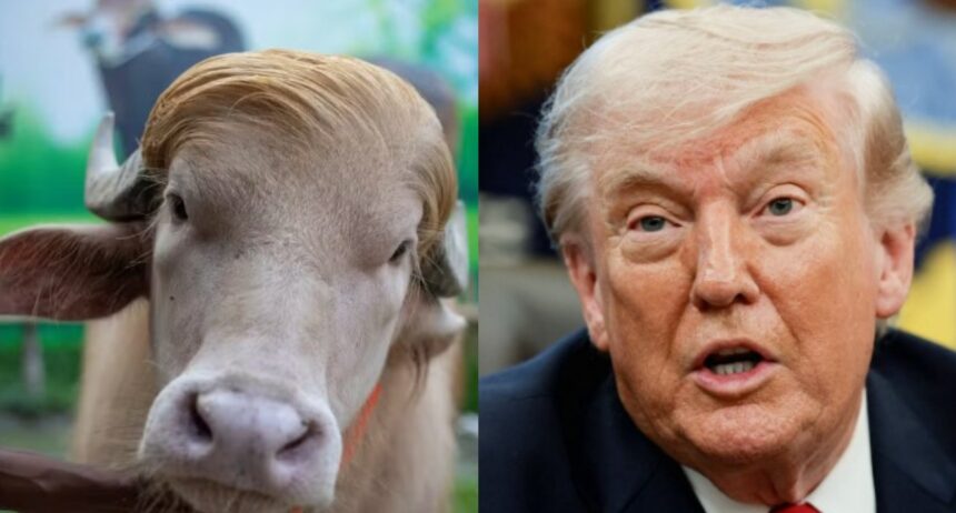 Búfalo 'Donald Trump' vira celebridade por semelhança com presidente