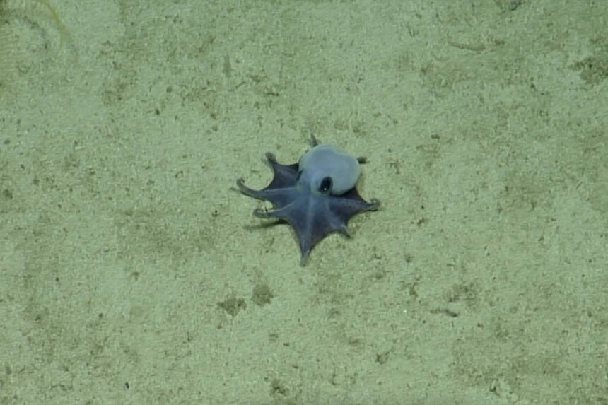 Nova espécie de polvo é descoberta em Galápagos - 27/05/2026 - Ciência