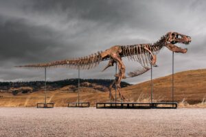 Dinossauro: Sotheby's vai leiloar fóssil de T. rex - 28/05/2026 - Ciência