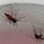 Em experimento, Aedes aegypti aprende a aceitar repelente - 29/05/2026 - Ciência