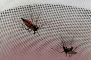 Em experimento, Aedes aegypti aprende a aceitar repelente - 29/05/2026 - Ciência