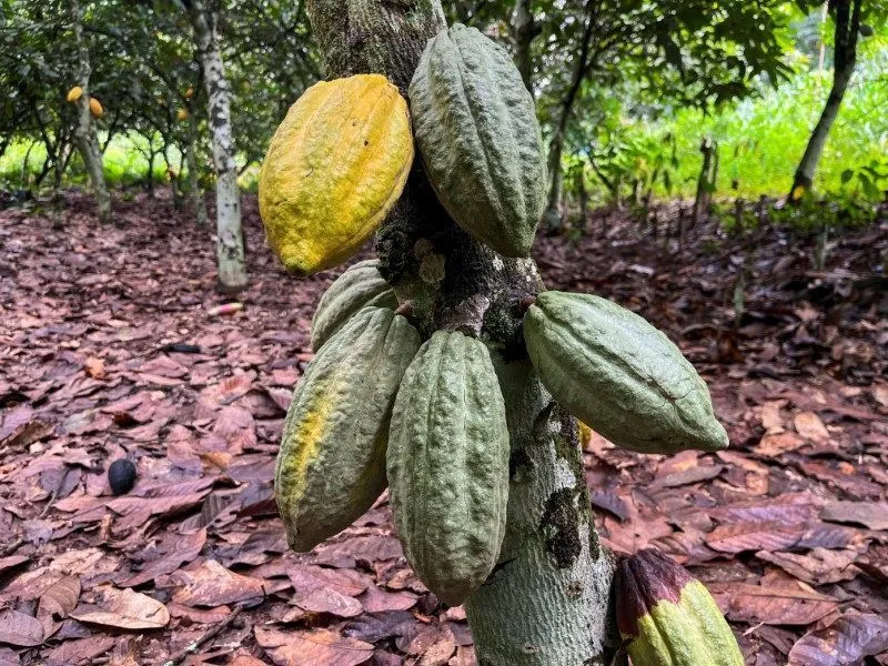 Cacau registra alta de 10% em maio na bolsa de NY com temor de El Niño