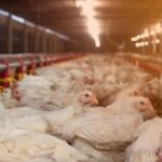 Brasil exporta carne de frango para a União Europeia