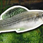 A espécie de peixe que vive sem machos há 100 mil anos - 06/06/2026 - Ciência