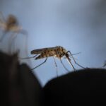 Por que mosquitos parecem picar mais algumas pessoas? - 16/06/2026 - Ciência