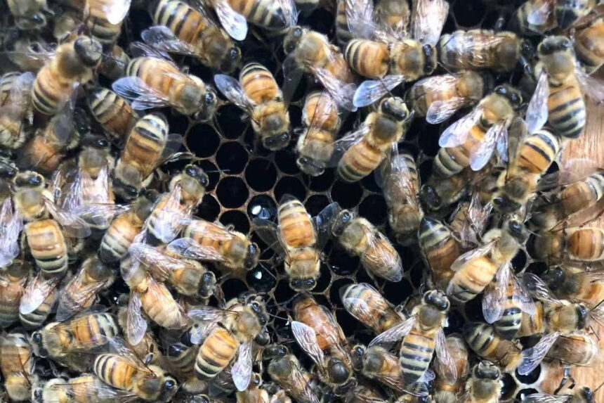 Abelhas operárias constroem 'palácio' para rainha - 17/06/2026 - Ciência