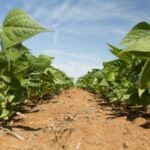 Vítima de desastres climáticos, agronegócio espera refinanciar suas dívidas com ajuda federal