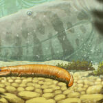 Primeiros animais tetrápodes não tinham fase como larva - 22/06/2026 - Ciência