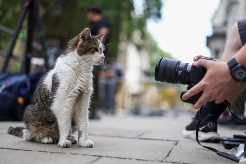Larry, gato oficial da residência do premiê do Reino Unido, já é recordista de tutores no cargo; conheça o 'primeiro-felino'