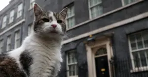"Primeiro-felino" britânico vai ganhar novo dono após renúncia de Starmer
