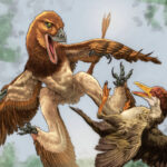 Pequeno dinossauro era parente próximo do velocirraptor - 24/06/2026 - Ciência