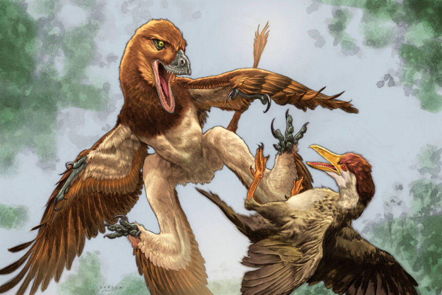 Pequeno dinossauro era parente próximo do velocirraptor - 24/06/2026 - Ciência