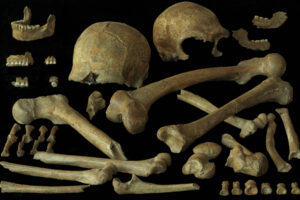 Perto do fim, neandertais europeus eram saudáveis - 28/06/2026 - Ciência