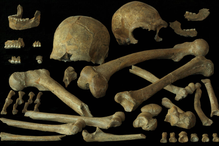 Perto do fim, neandertais europeus eram saudáveis - 28/06/2026 - Ciência