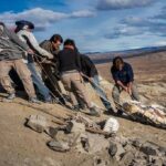 Caçadores de fósseis de dinossauros vivem era de ouro - 29/06/2026 - Ciência