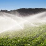 Água agronegócio - Irrigação no domínio do cultivo de batatas