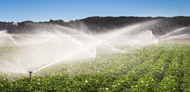 Água agronegócio - Irrigação no domínio do cultivo de batatas
