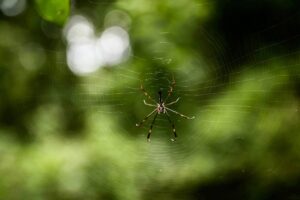 Tempestades impactam teias e sobrevivência de aranhas - 01/07/2026 - Ciência
