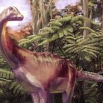 Dinossauro: fóssil esquecido em gaveta era de titanossauro - 01/07/2026 - Ciência