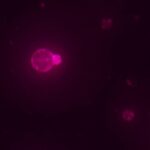 Célula sintética se alimenta, cresce e se reproduz - 02/07/2026 - Ciência
