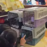Como um McDonald's virou hospital veterinário na Venezuela após terremotos