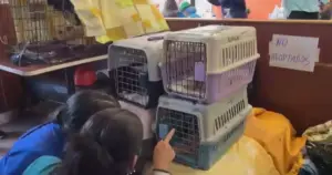 Como um McDonald's virou hospital veterinário na Venezuela após terremotos