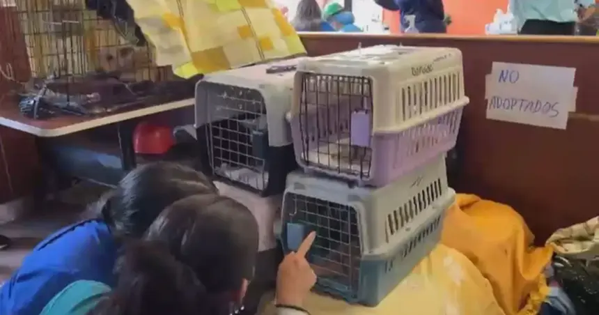 Como um McDonald's virou hospital veterinário na Venezuela após terremotos
