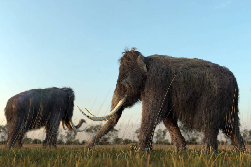 Primeiros americanos eram especialistas em caçar megafauna - 05/07/2026 - Ciência
