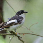 Estudo revela influência do ambiente em aves migratórias - 09/07/2026 - Ciência