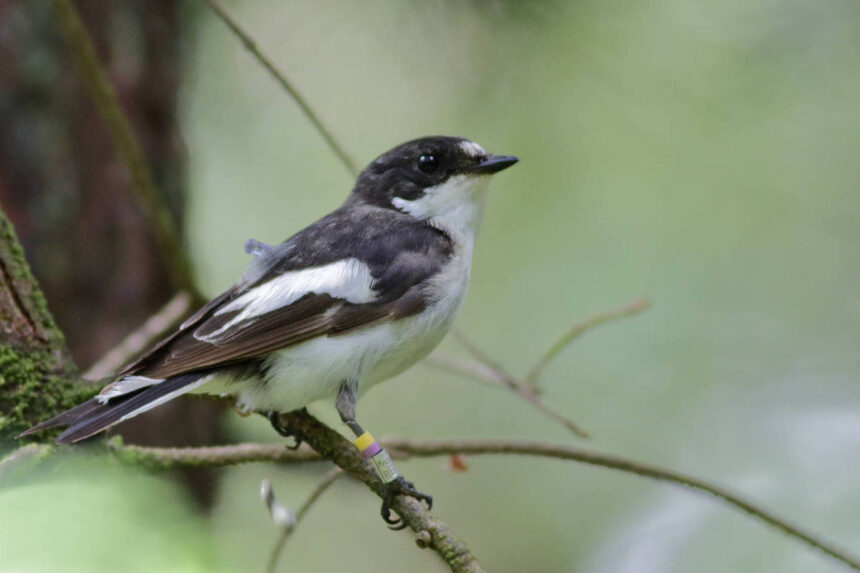 Estudo revela influência do ambiente em aves migratórias - 09/07/2026 - Ciência