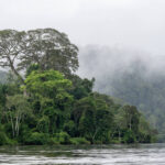 Árvores gigantes têm adaptações contra a seca, diz estudo - 11/07/2026 - Ambiente