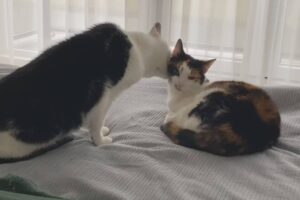 Por que um gato lambe o outro? Talvez seja só para irritar - 14/07/2026 - Ciência