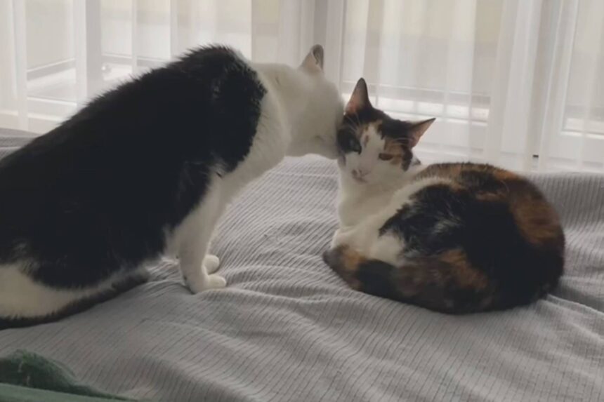 Por que um gato lambe o outro? Talvez seja só para irritar - 14/07/2026 - Ciência
