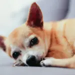 Projeto pode permitir enterro de pets junto aos tutores em Porto Alegre