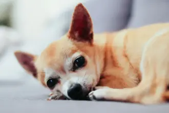 Projeto pode permitir enterro de pets junto aos tutores em Porto Alegre