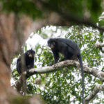 Macaco com som similar ao de sapo é descoberto no Congo - 17/07/2026 - Ciência