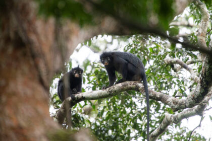 Macaco com som similar ao de sapo é descoberto no Congo - 17/07/2026 - Ciência