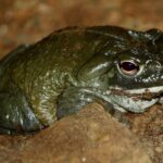 Psicodélicos: Lilly paga US$ 2,8 bi para entrar no mercado - 17/07/2026 - Marcelo Leite