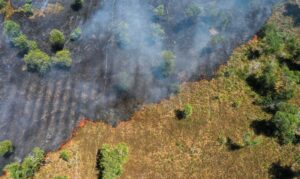 Impacto das mudanças climáticas pode equivaler a 3,3 milhões de anos de transformações nas vegetações tropicais